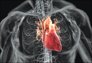 heart.jpg