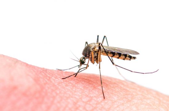 Globális egészségügyi vészhelyzet a Zika miatt