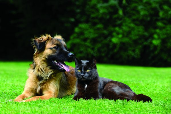 Kullancsos betegségek kutyákban és macskákban